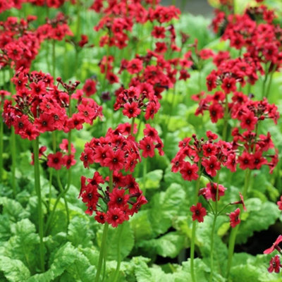 Primrose Primula Japonica Millers Crimson Candelabra Primula 9Cm Pot Perennial Plant from B&Q