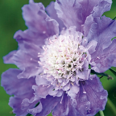 Primrose Scabiosa Caucasica Perfecta Mid Blue Pincushion Flower 9Cm Pot Perennial Plant from B&Q
