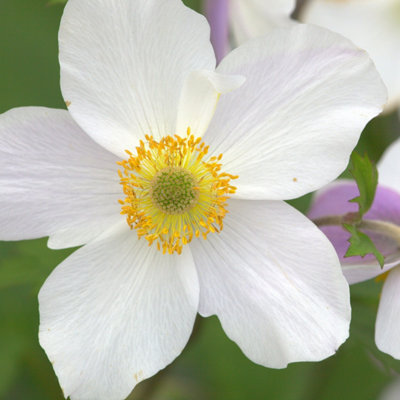 Primrose Anemone Wild Swan 9Cm Pot Perennial Plant from B&Q