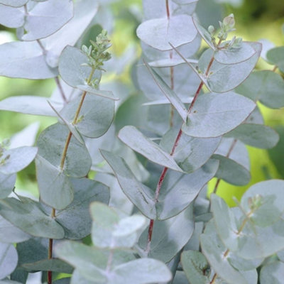 Plant Theory Cider Gum Outdoor Shrub Plant Eucalyptus Gunnii Garden Plants 2L Pot Tree from B&Q