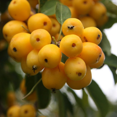 Plant Theory Malus X Zumi Golden Hornet Crab Apple Outdoor Fruit Tree 12L Pot 1.5M1.8M from B&Q