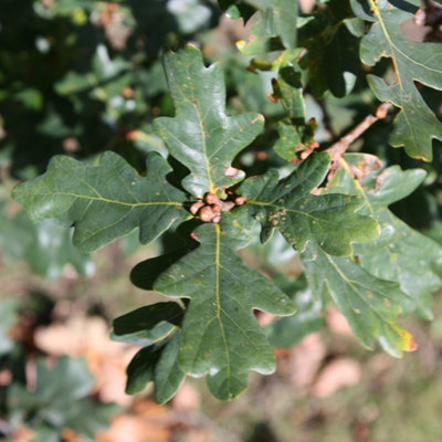B&Q -  Common Oak Tree Quercus Robur Ornamental Tree 12L Pot 1.5M1.8M
