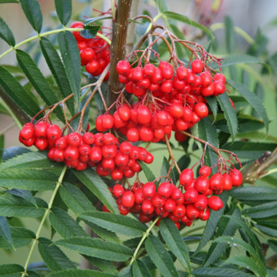 Plant Theory Olympic Flame Rowan Tree Ornamental Sorbus Ulleungensis 12L Pot 1.5M1.8M from B&Q