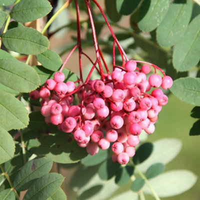 Plant Theory Pink Pagoda Mountain Ash Whitebeam Tree Ornamental Sorbus 12L Pot 1.5M1.8M from B&Q
