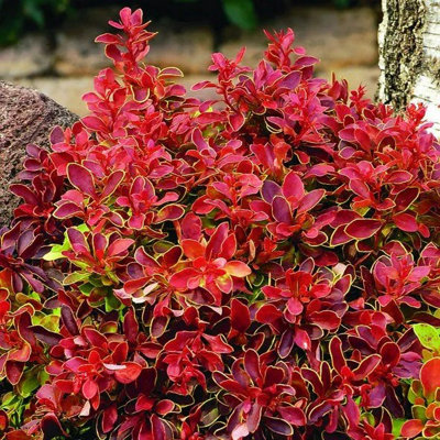 B&Q -  Atropurpurea Admiration Barberry Shrub Plant Berberis Thunbergii 2L Pot