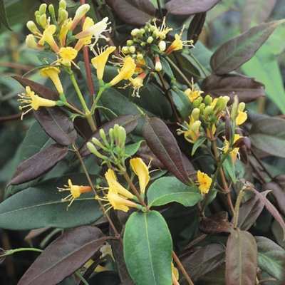 Plant Theory Lonicera Henryi Copper Beauty Yellow Flowering Climbing Plant 60Cm Cane 3L Pot from B&Q