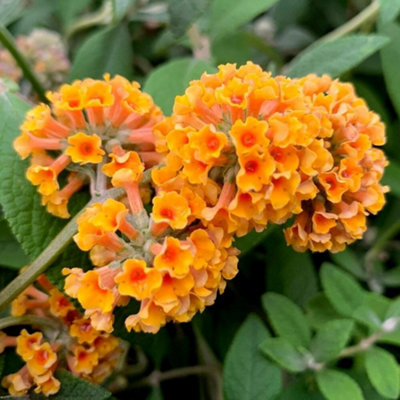 Plant Theory Sungold Butterfly Bush Outdoor Shrub Plant Buddleja X Weyeriana 2L Pot from B&Q