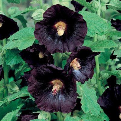 Primrose Alcea Rosea Hollyhock 9Cm Pot Perennial Plant from B&Q