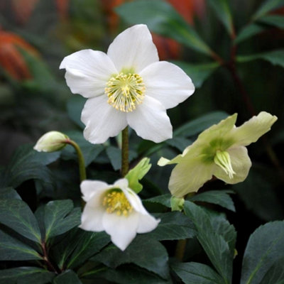 Primrose Helleborus Christmas Rose 9Cm Pot Perennial Plant from B&Q