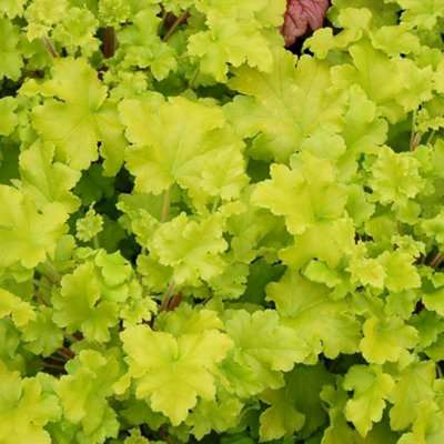 Primrose Heuchera Lime Marmalade Coral Bells 9Cm Pot Perennial Plant from B&Q