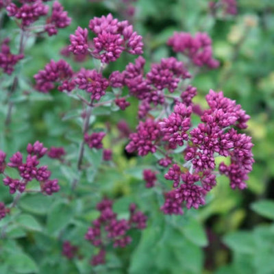 Primrose Origanum Rosenkuppel Oregano 9Cm Pot Perennial Plant from B&Q