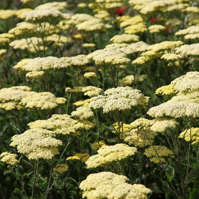 Primrose Achillea Credo Yarrow 9Cm Pot Perennial Plant from B&Q