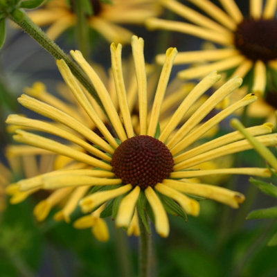 Primrose Rudbeckia Subtomentosa Henry Eilers Coneflower 9Cm Pot Perennial Plant from B&Q