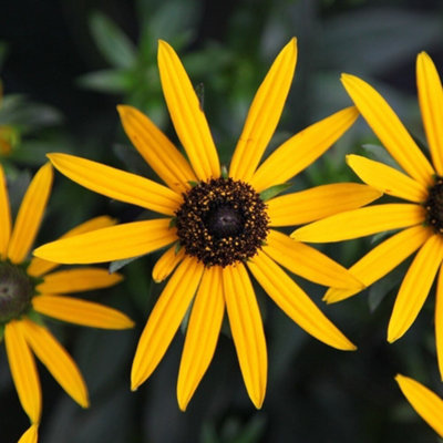Primrose Rudbeckia Fulgida Little Goldstar Black-Eyed Susan 9Cm Pot Perennial Plant from B&Q