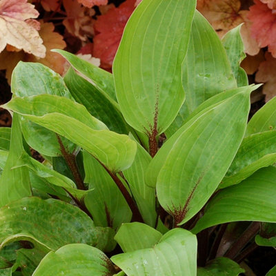 Primrose Hosta Purple Heart Plantain Lily 9Cm Pot Perennial Plant from B&Q