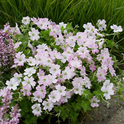 Primrose Geranium Dreamland 9Cm Pot Perennial Plant from B&Q