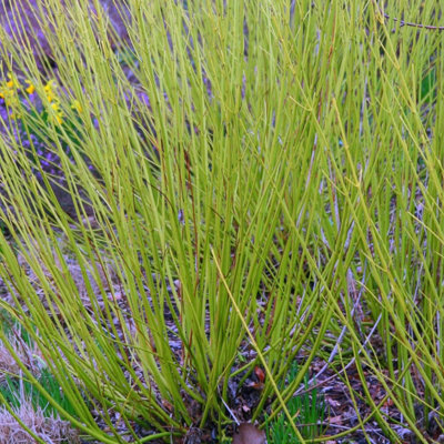 Primrose Cornus Sericea Flaviramea Golden Twig Dogwood 9Cm Pot Shrub Plant from B&Q