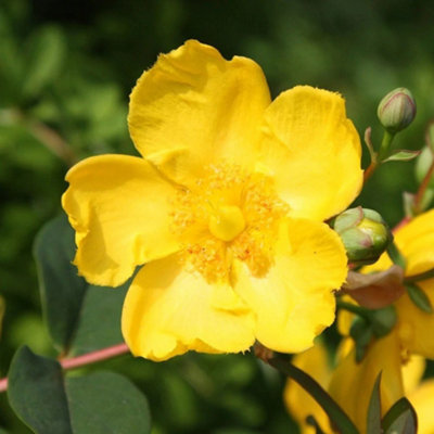Plant Theory Hidcote St. John's Wort Shrub Plant Hypericum X Hidcoteense 2L Pot from B&Q