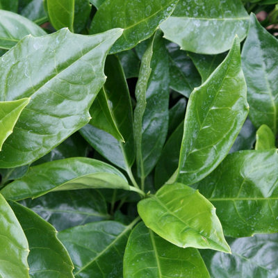 B&Q -  Rozannie Japanese Laurel Outdoor Shrub Plant Aucuba Japonica 2L Pot