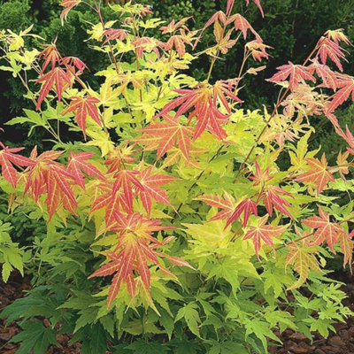 Plant Theory Orange Dream Japanese Maple Shrub Plant Acer Palmatum 3L Pot 40Cm Grafted from B&Q