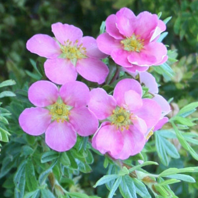 Plant Theory Pink Beauty Shrubby Cinquefoil Shrub Plant Potentilla Fruticosa 2L Pot from B&Q