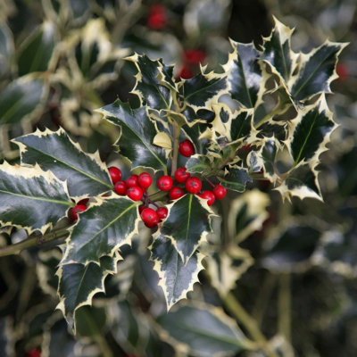 Plant Theory Argentea Marginata Broad Leaved Silver Holly Shrub Plant Ilex Aquifolium 3L Pot from B&Q