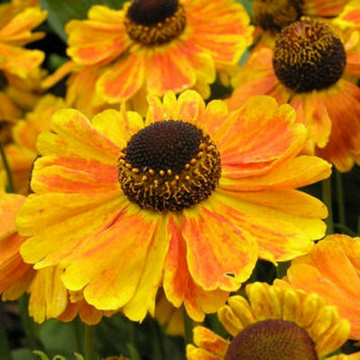Primrose Helenium Sahins Early Flowerer Sneezeweed 9Cm Pot Perennial Plant from B&Q