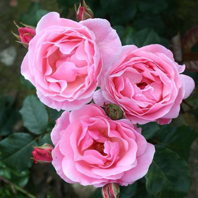 Plant Theory The Queen Elizabeth Floribunda Bush Rose Disease Resistant Pink Flowers 4L Pot from B&Q