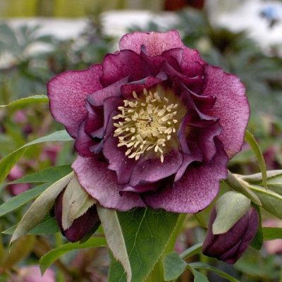 Primrose Helleborus Double Ellen Red Lenten Rose Or Hellebore 9Cm Pot Perennial Plant from B&Q