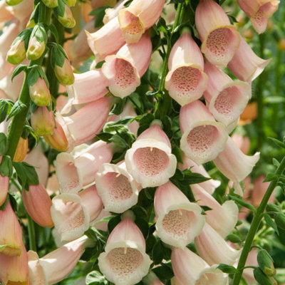 Primrose Digitalis Purpurea Suttons Apricot Foxglove 9Cm Pot Perennial Plant from B&Q