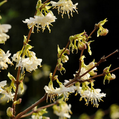 Plant Theory Winter Honeysuckle Outdoor Shrub Plant Lonicera Fragrantissima 2L Pot