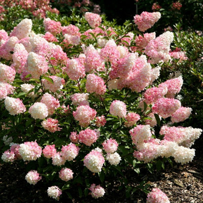 B&Q -  Vanille Fraise Shrub Plant Hydrangea Paniculata 12L Pot 1M -1.2M