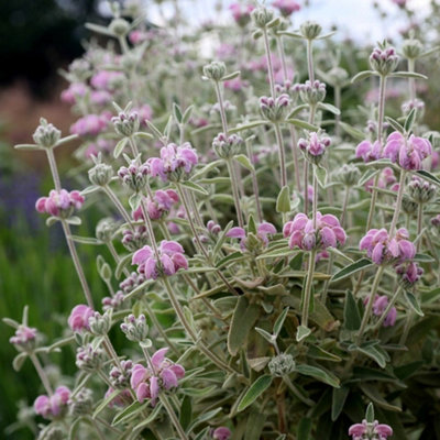 B&Q -  Phlomis Outdoor Shrub Plant Phlomis Italica 2L Pot