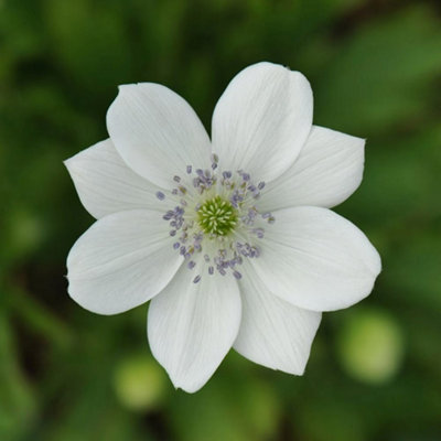 Primrose Anemone Leveillei Anemone 9Cm Pot Perennial Plant from B&Q
