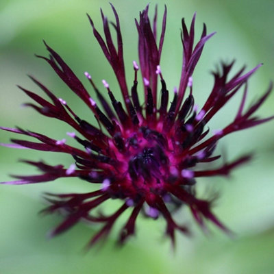 Primrose Centaurea Jordy Knapweed 9Cm Pot Perennial Plant from B&Q