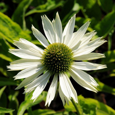B&Q -  Echinacea Purpurea Virgin Coneflower 9Cm Pot Perennial Plant