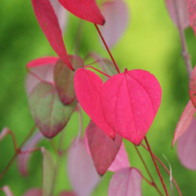B&Q -  Katsura Tree Shrub Plant Cercidiphyllum Japonicum 12L Pot 1.5M1.75M