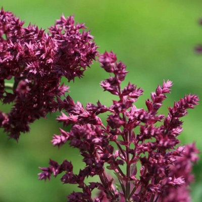 Primrose Salvia Nemorosa Schwellenburg Meadow Sage 9Cm Pot Perennial Plant from B&Q