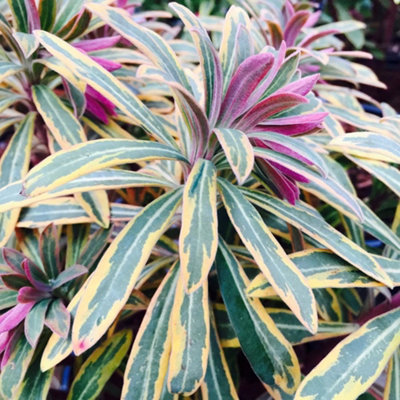Plant Theory Ascot Rainbow Wood Spurge Perennials Flowering Plants Euphorbia X Martini 2L Pot from B&Q