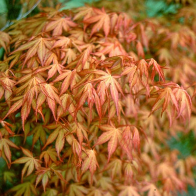 Plant Theory Katsura Japanese Maple Shrub Plant Acer Palmatum 3L Pot 40Cm Grafted from B&Q