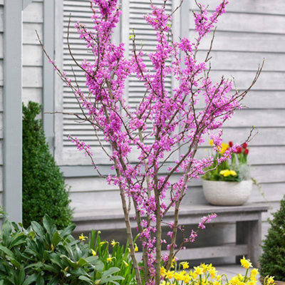 Plant Theory Avondale Chinese Redbud Tree Cercis Canadensis Outdoor Ornamental 3L Pot from B&Q