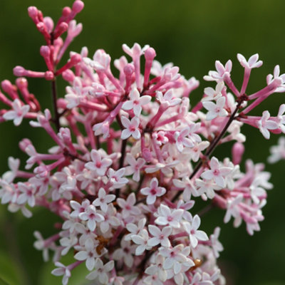 B&Q -  Microphylla Superba Lilac Shrub Plant Syringa Pubescens 12L Pot 1M1.25M