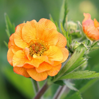 Primrose Geum Totally Tangerine Avens 9Cm Pot Perennial Plant from B&Q