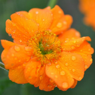 Primrose Geum Prinses Juliana Avens 9Cm Pot Perennial Plant from B&Q