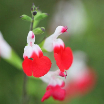 Primrose Salvia Hot Lips Salvia 9Cm Pot Perennial Plant from B&Q