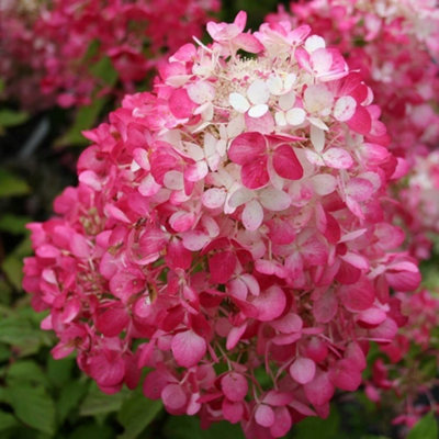 Plant Theory Diamant Rouge Outdoor Shrub Plant Hydrangea Paniculata Flowers 2L Pot from B&Q