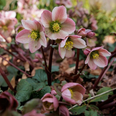 Plant Theory Pirouette Hellebore Perennials Flowering Plants Helleborus X Ericsmithii 2L Pot from B&Q