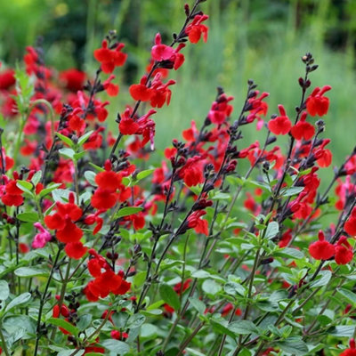 Primrose Salvia Royal Bumble Sage 9Cm Pot Perennial Plant from B&Q