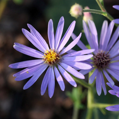 Primrose Aster Macrophyllus Twilight Eurybia X Herveyi 9Cm Pot Perennial Plant from B&Q