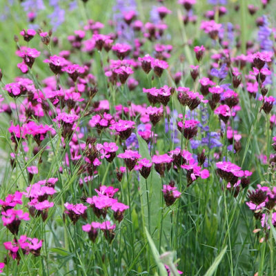 Primrose Dianthus Carthusianorum Carthusian Pink 9Cm Pot Perennial Plant from B&Q